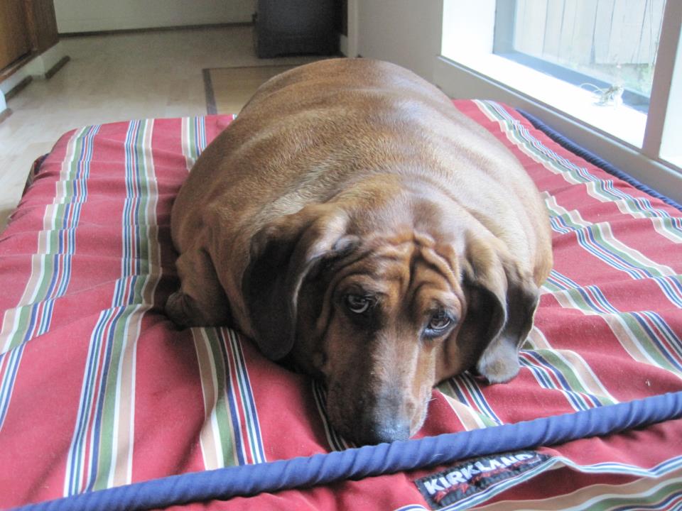 fat staffy dog